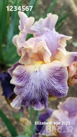 Ириси ризоми от сортови брадати ириси, снимка 16 - Градински цветя и растения - 50398119