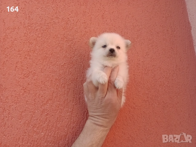 Мини Шпиц - Померан. Мъжки и женски кученца. , снимка 8 - Померан - 53743617