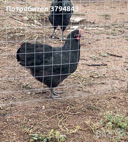 Яйца за люпене от Черен Австралорп, снимка 1 - Кокошки и пуйки - 42110855