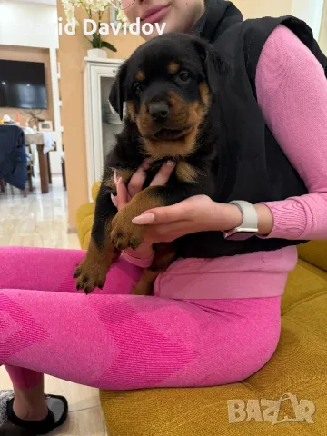 Ротвайлерчета По FCI Стандарт Ротвайлер, снимка 4 - Ротвайлер - 47602083