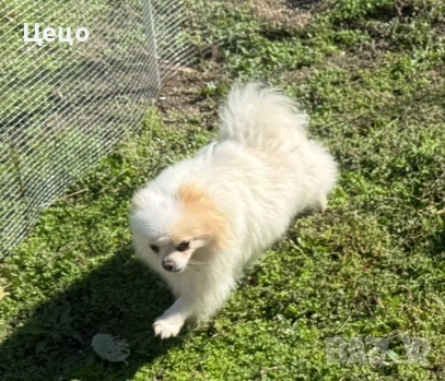 Померан момиче, снимка 2 - Померан - 52949664