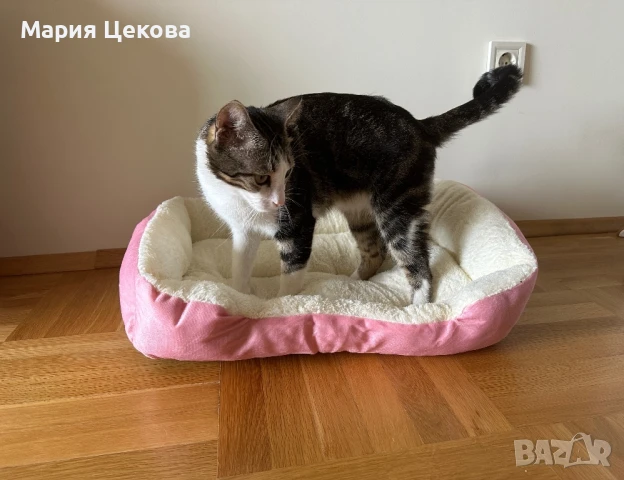 Легло за котка или куче с подарък играчка