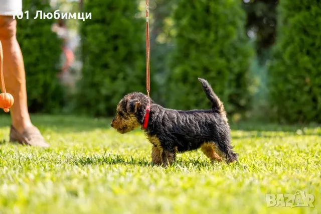 Уелски териери, снимка 2 - Други - 47454878