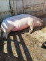 Прасе над  200 кг. , снимка 2