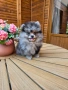 Померанче,момченце мерле! , снимка 3