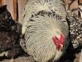 Продавам разплодни яйца от Сребърно кантирана барма (Silver Laced), снимка 4