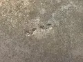 Посребрена чаша халба, снимка 6