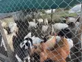 Ярета за продан, снимка 4