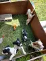 Бретон шпаньол кученце, снимка 2