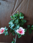 китайска роза , снимка 1 - Стайни растения - 44823844