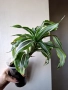 Драцена, dracena reflexa, снимка 2