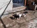 уникални кученца подарявам!, снимка 6