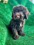 мини пудели, снимка 2