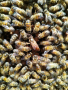 Пчелни майки от регистриран производител  записване 2024