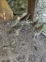 Червено златни фазани, снимка 1