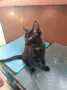 Подаряват се три спасени малки котенца, снимка 17