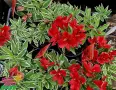 Alstroemeria Colorita Katiana – уникална пъстролистна алстромерия, снимка 1