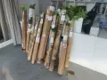 Висококачествен разсад фиданки от медоносното дърво на пчеларя Еводия Даниели (Корейска Акация), снимка 14