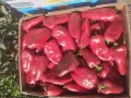 Продавам Червена капия Слоново Ухо., снимка 1