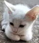 бели котенца, мъжко, женско, снимка 6
