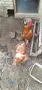 Продавам кокошки, снимка 2