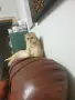 Шотландска златна чинчила, снимка 12