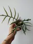 Филодендрон, philodendron Tortum, снимка 3