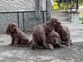 кокерчета момичета и момчета , снимка 1