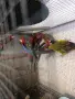 Различни видове екзотични птици , снимка 14