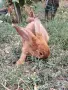 Бургундски зайци , снимка 3