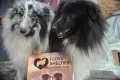 Момчета Шелти мини коли , снимка 4