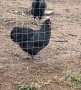 Яйца за люпене от Черен Австралорп