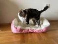 Легло за котка или куче с подарък играчка, снимка 1