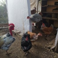 Оплодени яйца от черен австралорп, едри селски кокошки и голошийки , снимка 4 - Кокошки и пуйки - 44241251