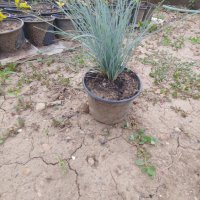 Синя трева фестука (Festuca glauca), снимка 1 - Градински цветя и растения - 41024532