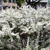 Японска Вишна-(Prunus Alba Plena), снимка 5 - Градински цветя и растения - 40121338