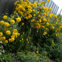 Рудбекия-кичеста, снимка 2 - Градински цветя и растения - 39795443