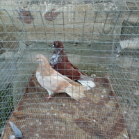 Николаевски гълъби 5 двойки , снимка 2 - Гълъби - 44517160