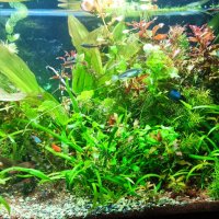 Растения за аквариум и езеро , имам излишни стартирани аквариуми., снимка 4 - Други - 40840532