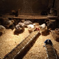 Петлета Брезе на различна възраст-различни цветове  и пилета снасящи синьо -зелени яйца, снимка 2 - други­ - 38958747