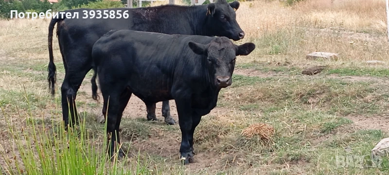 Телета Абърдийн Ангус – 4 до 8 месеца, гр. Ихтиман, снимка 1