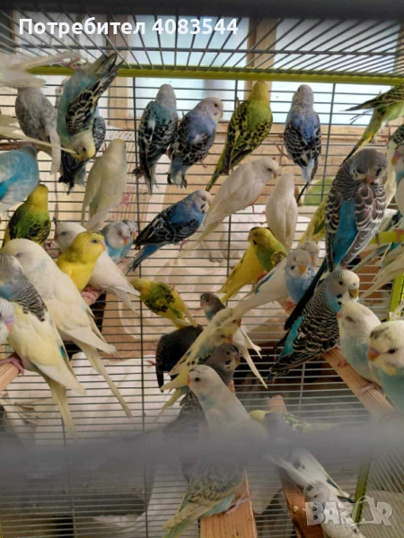 Вълнисти папагали, снимка 1