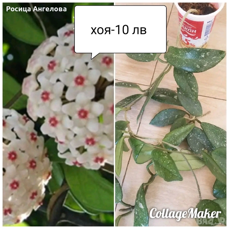 Хоста, хоя восъче, кливия, зефирантес, ехмея, снимка 1