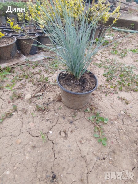 Синя трева фестука (Festuca glauca), снимка 1