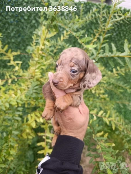Мини дакел, снимка 1