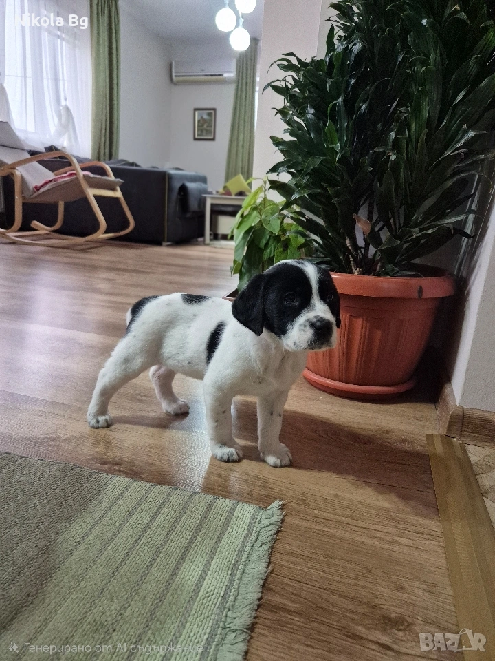 продаваме лабрадор , снимка 1