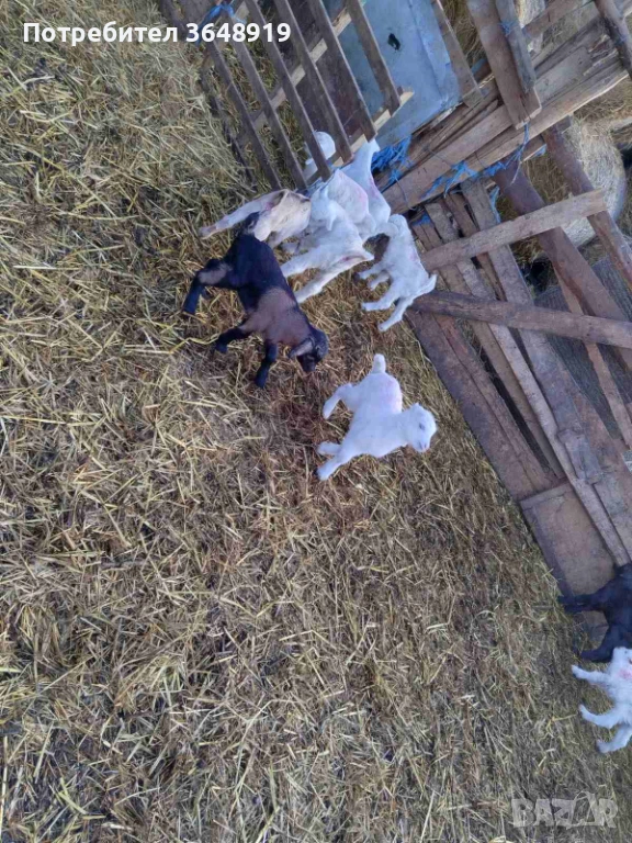 Продавам новородени ярета, снимка 1