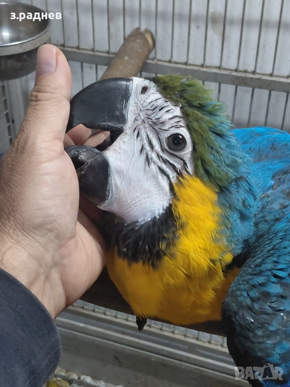 Бебета синьожълт ара , снимка 1