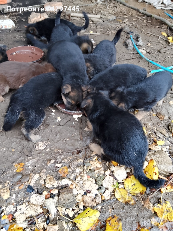 Малки немски овчарки , снимка 1