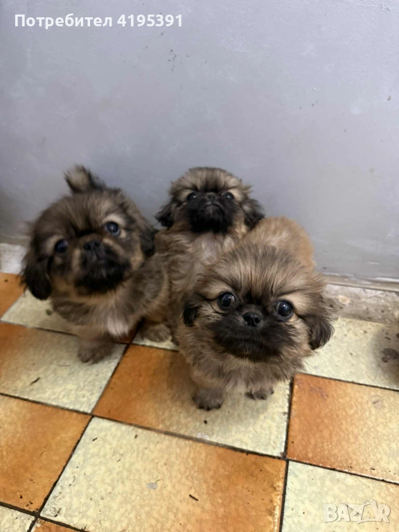 Малки кутрета- пекинези, снимка 1